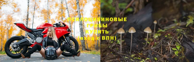 Галлюциногенные грибы Psilocybine cubensis  Адыгейск 